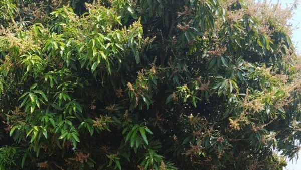 ಕೊಪ್ಪಳ: ಬೇಸಿಗೆ, ಮಾವು ಬೆಳೆಯುವ ರೈತರಿಗೆ ಸಲಹೆಗಳು