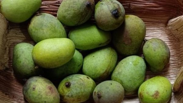 ಕಣ್ಮರೆಯಾಗುತ್ತಿರುವ ಕಾಡು ಮಾವು: ಹಣ್ಣುಗಳ ರಾಜನ ಅಂತ್ಯಕ್ಕೆ ಕಾರಣವೇನು?