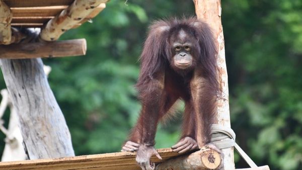 ಮೈಸೂರಿನ ಮಿನ್ನಿಗೆ ಅನಾರೋಗ್ಯ: ಇಷ್ಟಕ್ಕೂ ಯಾರು ಈ ಮಿನ್ನಿ?