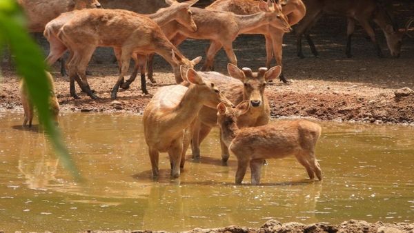 ಮೃಗಾಲಯದಲ್ಲಿ ಪ್ರಾಣಿಪಕ್ಷಿಗಳ ರಕ್ಷಣೆ ಹೇಗೆ ಮಾಡಲಾಗುತ್ತಿದೆ ಗೊತ್ತಾ?
