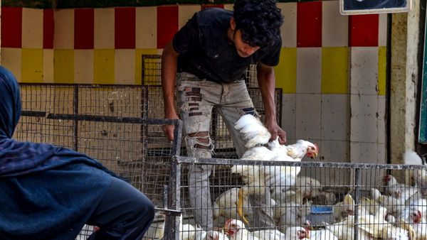 Bird Flu: ಹಕ್ಕಿ ಜ್ವರ, ಭಯ ಬೇಡ ಎಚ್ಚರವಿರಲಿ