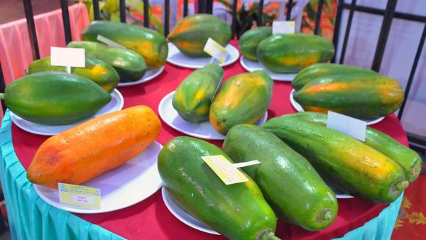 ಕೊಪ್ಪಳ: ಹಣ್ಣು ಮತ್ತು ಜೇನು ಮೇಳದಲ್ಲಿ ದಾಖಲೆಯ ವಹಿವಾಟು, ಸಂತಸದಲ್ಲಿ ರೈತರು