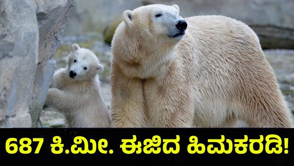 Polar Bear: ಆಹಾರಕ್ಕಾಗಿ 687 ಕಿಲೋ ಮೀಟರ್ ಈಜಾಡಿದ ಹಿಮಕರಡಿ, ಬೆಚ್ಚಿಬಿದ್ದ ಜಗತ್ತು!