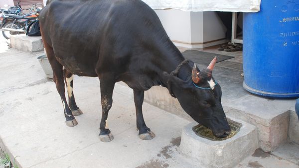 ಬನ್ನಿ.. ಬಿರು ಬೇಸಿಗೆಯಲ್ಲಿ ನೀರುಣಿಸಿ ಪ್ರಾಣಿ ಪಕ್ಷಿಗಳ ದಾಹ ತಣಿಸೋಣ