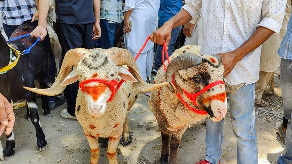 ಹೊಸತೊಡಕು, ರಂಜಾನ್‌ ಹೊತ್ತಲ್ಲೇ ಚಿಕ್ಕಬಳ್ಳಾಪುರ ಜಿಲ್ಲೆಯ ಹಲವೆಡೆ ಕುರಿಗಳು ಮಂಗಮಾಯ
