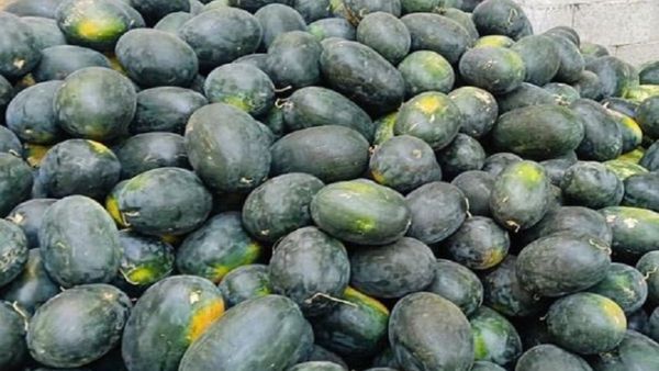 ಬಿರುಬೇಸಿಗೆಯಲ್ಲೂ ಸಂಕಷ್ಟಕ್ಕೆ ಸಿಲುಕಿದ ಕಲ್ಲಂಗಡಿ ಬೆಳೆಗಾರರು: ಅಷ್ಟಕ್ಕೂ ಆಗಿದ್ದೇನು?