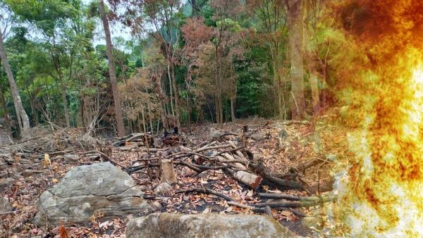 ಅಧಿಕಾರಿಗಳ ನಿರ್ಲಕ್ಷ್ಯಕ್ಕೆ ಯಾದಗಿರಿಯಲ್ಲಿ ಗಿಡ-ಮರಗಳ ಮಾರಣ ಹೋಮ