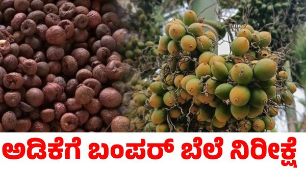 Arecanut Price: ಅಡಿಕೆ ಮತ್ತು ಕೊಬ್ಬರಿ ಬೆಲೆ ಭರ್ಜರಿ ಏರಿಕೆ!