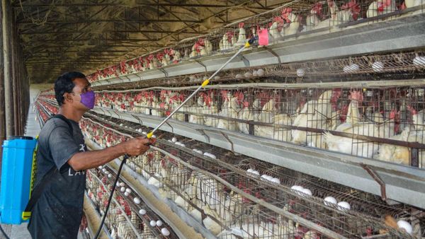 Bird flu: ಹಕ್ಕಿ ಜ್ವರದಿಂದ ಮಗು ಸಾವು, ಮೊದಲ ಕೇಸ್‌ ವರದಿಯಾಗಿದ್ದು ಎಲ್ಲಿ?