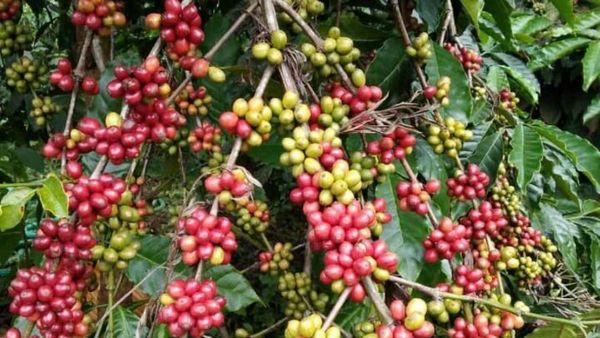 ಕರ್ನಾಟಕದಲ್ಲಿ ಕಾಫಿ ಬೆಳೆಯುವ ಪ್ರದೇಶಗಳ ವಿಸ್ತರಣೆ