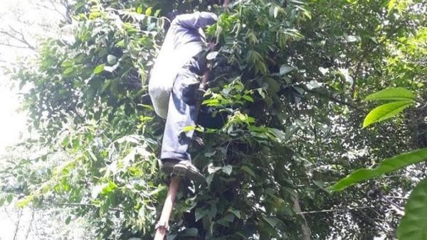 ಕೊಡಗಿನಲ್ಲಿ ಮರ ಕಪಾತ್ ವೇಳೆ ಅವಘಡ: ಕೂಲಿ ಕಾರ್ಮಿಕ ಸಾವು