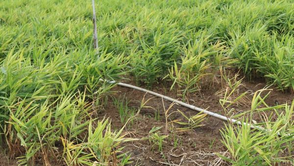 ಹಸಿ ಶುಂಠಿ ಖರೀದಿ: ಶಿವಮೊಗ್ಗದ ರೈತರಿಗೆ ಗುಡ್ ನ್ಯೂಸ್ ಕೊಟ್ಟ ಜಿಲ್ಲಾಧಿಕಾರಿಗಳು