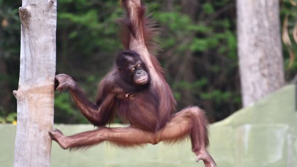 Mysuru: ಫಲಿಸದ ಪ್ರಾರ್ಥನೆ, ಮೈಸೂರಿನ ಮಿನ್ನಿ ಇನ್ನಿಲ್ಲ