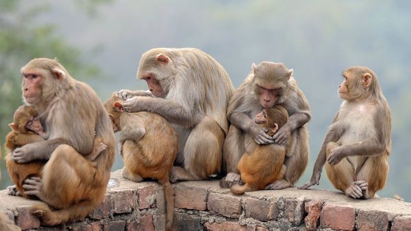 ಶಿವಮೊಗ್ಗ: ಮಂಗನ ಕಾಯಿಲೆ ಕುರಿತು ಐಸಿಎಂಆರ್‌ ಸಮೀಕ್ಷೆ