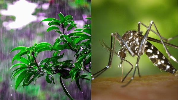 ಮಳೆಗಾಲ ಸನ್ನಿಹಿತ: ಇಲ್ಲಿದೆ ಸ್ವಚ್ಛತೆಯ ಸಿಂಪಲ್‌ ಟಿಪ್ಸ್‌!