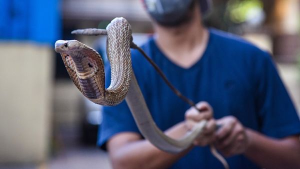 ಹಾವು ಕಡಿತ, ಗಾಬರಿ ಬೇಡ: ಪ್ರಾಥಮಿಕ ಚಿಕಿತ್ಸೆ ಹೇಗೆ?