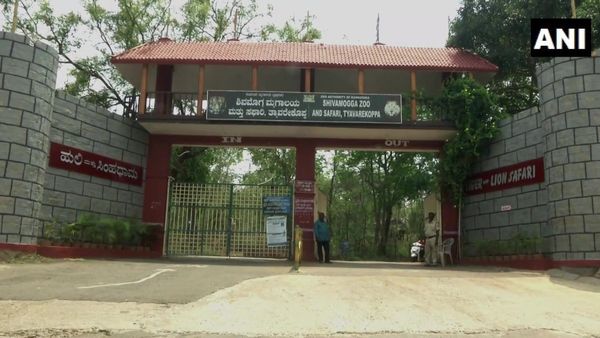 ತ್ಯಾವರೆಕೊಪ್ಪದ ಹುಲಿ ಮತ್ತು ಸಿಂಹಧಾಮ: ಪ್ರವಾಸಿಗರ ಸಂಖ್ಯೆ ಹೆಚ್ಚಳ