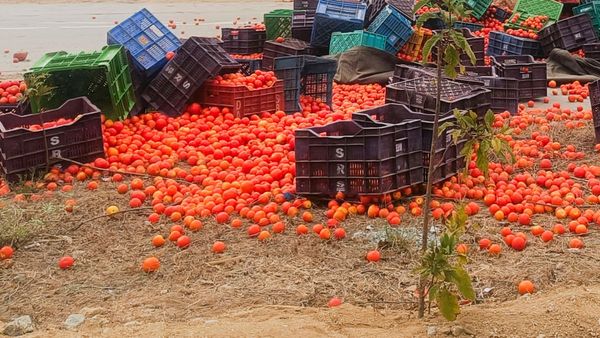 ಟೊಮೆಟೊ ಮತ್ತು ಈರುಳ್ಳಿಯನ್ನು ರಸ್ತೆಗೆ ಸುರಿದ ರೈತರು