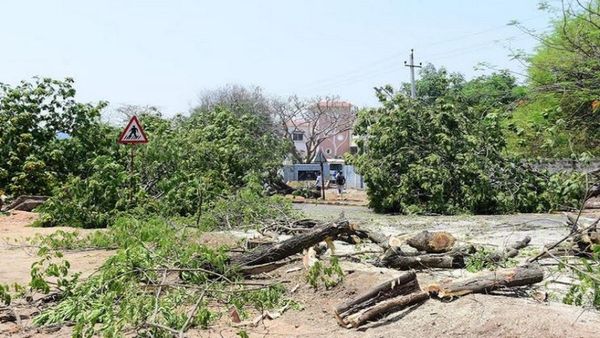 ಮೈಸೂರಿನಲ್ಲಿ ಮರಗಳ ಮಾರಣ ಹೋಮ: ಪರಿಸರ ಪ್ರೇಮಿಗಳ ವ್ಯಾಪಕ ಆಕ್ರೋಶ