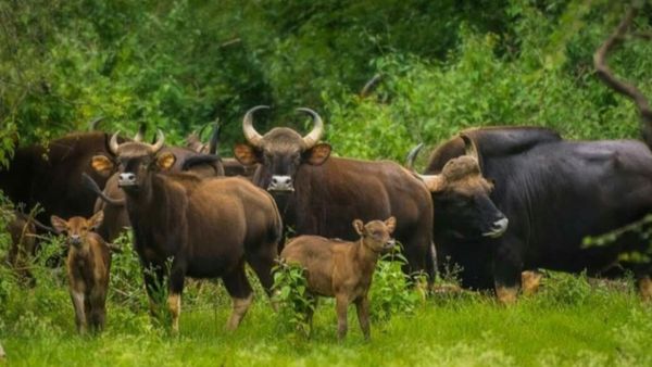 ವರುಣನ ಕೃಷೆಯಿಂದ ಹಸಿರಾಗುತ್ತಿರುವ ಬಂಡೀಪುರ ಅರಣ್ಯ..ಪ್ರವಾಸಿಗರಿಗೀಗ ರಸದೌತಣ!