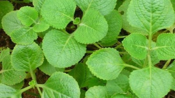 ದೊಡ್ಡಪತ್ರೆಯಲ್ಲಿ ಏನೆಲ್ಲ ಔಷಧೀಯ ಗುಣವಿದೆ ಗೊತ್ತಾ?