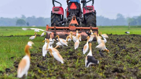 ಡಿಎಪಿಗೆ ಪರ್ಯಾಯವಾಗಿ ಸಂಯುಕ್ತ ರಸಗೊಬ್ಬರ ಬಳಕೆ, ರೈತರಿಗೆ ಸಲಹೆಗಳು