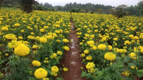 ತೋಟಗಾರಿಕೆ ಇಲಾಖೆಯಿಂದ ಭರ್ಜರಿ ಗುಡ್‌ನ್ಯೂಸ್‌!