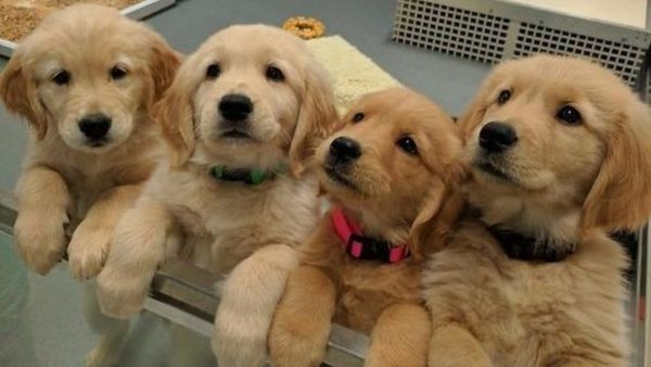 ಮನೆಯಲ್ಲಿ ನಾಯಿಗಳ ಜನನ ಶುಭನಾ? ಅಶುಭನಾ?