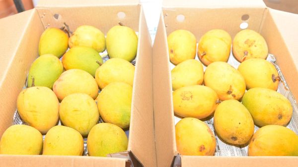 ಕೊಡಗು: ಮಾವು ಮತ್ತು ಹಲಸು ಮೇಳ 2025ಕ್ಕೆ ಚಾಲನೆ