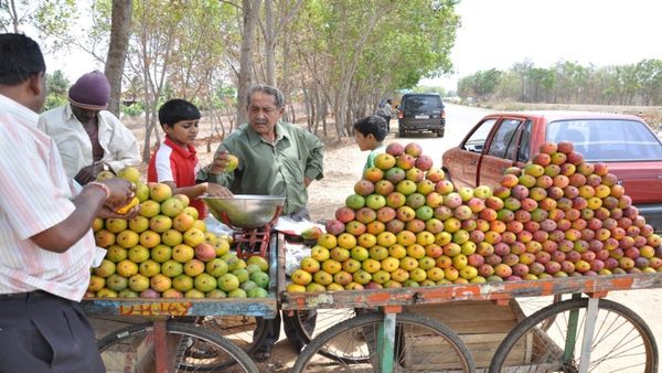 ಮೈಸೂರಿನ ಹೊರವಲಯದಲ್ಲಿ ನಿತ್ಯವೂ ಮಾವು ಮೇಳ: ಏನಿದರ ವಿಶೇಷ?