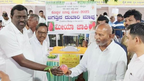 ಕೊಪ್ಪಳಕ್ಕೆ ಬಂತು ಜಗತ್ತಿನ ದುಬಾರಿ ಮಾವು ಮೀಯಾಜಾಕೀ: ನೋಡೋಕೆ ಮಾತ್ರ ಚೆಂದ ಅಂದರು ಜನ