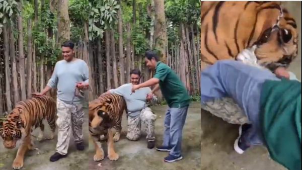 ಹುಲಿಗೆ ಚೆಲ್ಲಾಟ-ವ್ಯಕ್ತಿಗೆ ಪ್ರಾಣ ಸಂಕಟ: ಫೋಟೋಗೆಂದು ಹೋದವ ಹುಲಿ ದಾಳಿಯಲ್ಲಿ ಜಸ್ಟ್ ಮೀಸ್: Video Viral