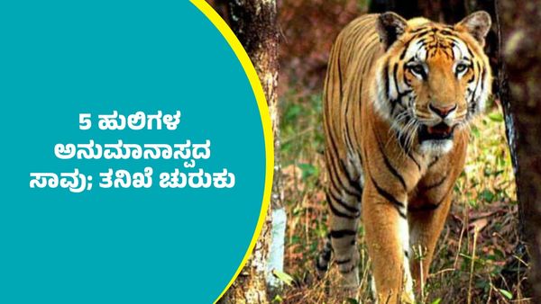 ಮಲೆ ಮಹದೇಶ್ವರ ವನ್ಯಧಾಮದಲ್ಲಿ 5 ಹುಲಿಗಳ ಸಾವು ಪ್ರಕರಣ; ಅರಣ್ಯ ಇಲಾಖೆಯಿಂದ ತನಿಖೆ ಚುರುಕು