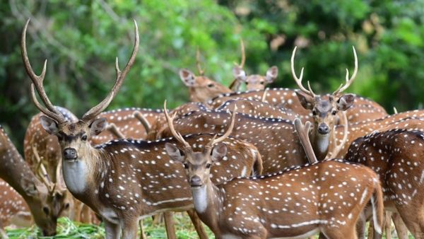 ಮಾಂಸಕ್ಕಾಗಿ 9 ಜಿಂಕೆ, 1 ಕಾಡು ಹಂದಿ ಕೊಂದ ಹಂತಕ ಸೆರೆ: ಸಿಕ್ಕಿಬಿದಿದ್ದೇ ರೋಚಕ