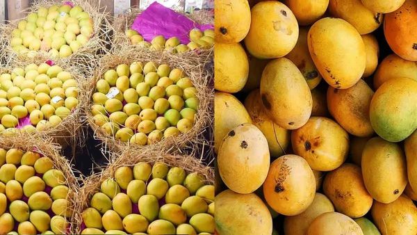 ಮಾವು ಬೆಳೆಗಾರರಿಗೆ ಗುಡ್‌ ನ್ಯೂಸ್: 2.5 ಲಕ್ಷ ಮೆಟ್ರಿಕ್ ಟನ್ ಮಾವು ಖರೀದಿಗೆ ಕೇಂದ್ರ ಸರ್ಕಾರ ಒಪ್ಪಿಗೆ