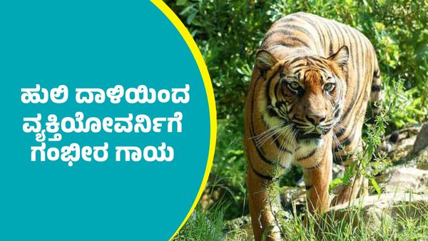 ಚಾಮರಾಜನಗರ: ಹುಲಿ ದಾಳಿಯಿಂದ ವ್ಯಕ್ತಿಯೋವರ್ನಿಗೆ ಗಂಭೀರ ಗಾಯ