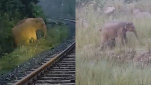 Watch video: ಮುದ್ದು ಆನೆ ಮರಿ ಡೆಲಿವರಿಗೆ 2 ಗಂಟೆ ರೈಲು ಸಂಚಾರ ಬಂದ್‌, ಇಲ್ಲಿದೆ ವೈರಲ್ ವಿಡಿಯೋ!