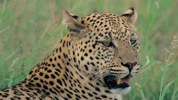 Leopard Attack: ಕೊಪ್ಪಳ ಜಿಲ್ಲೆಯಲ್ಲಿ ಚಿರತೆ ದಾಳಿಯಿಂದ 13 ಕುರಿಗಳು ಬಲಿ