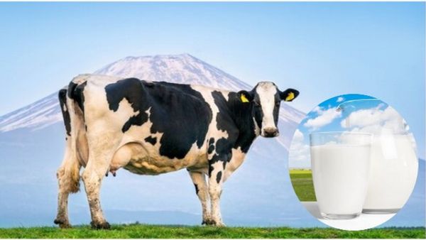 Non Veg Milk: ಅಮೆರಿಕಾದಲ್ಲಿ ಮಾಂಸ, ರಕ್ತ ಕುಡಿಯುವ ಹಸುಗಳು; ಭಾರತ- ಅಮೆರಿಕ ನಡುವೆ ಜೋರಾಯ್ತು ‘ನಾನ್ ವೆಜ್ ಹಾಲು’ ವಿವಾದ