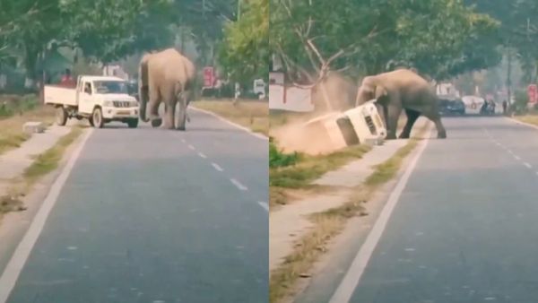 Viral Video: ರಸ್ತೆಯಲ್ಲೇ ವಾಹನ ಉರುಳಿಸಿದ ದೈತ್ಯ ಕಾಡಾನೆ, ಮುಂದೇನಾಯ್ತು?