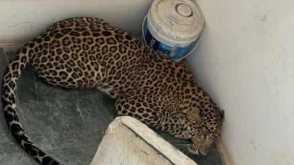 Leopard Spotted: ಹಾವೇರಿಯಲ್ಲಿ ಚಿರತೆ ಪ್ರತ್ಯಕ್ಷ! ಮನೆಯಿಂದ ಓಡಿದ ಗ್ರಾಮಸ್ಥರು...