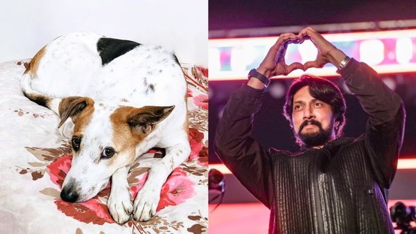 Kiccha Sudeep: ಬೀದಿನಾಯಿಗಳನ್ನ ದತ್ತು ಪಡೆಯಿರಿ: ನಟ ಸುದೀಪ್‌ ಮನವಿ ಮಾಡಿಕೊಂಡಿದ್ದೇಕೆ?