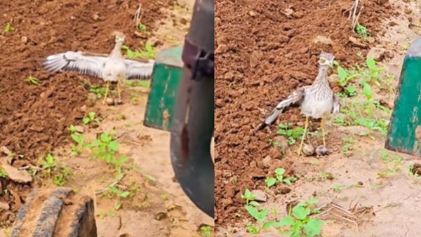 Video Viral: ಹೊಲದಲ್ಲಿ ಟ್ರ್ಯಾಕ್ಟರ್‌ಗೆ ಎದುರಾಗಿ ನಿಂತು ಮೊಟ್ಟೆ ಕಾಯ್ದ ಹಕ್ಕಿ, ದಯೆ ತೋರಿದ ರೈತ..