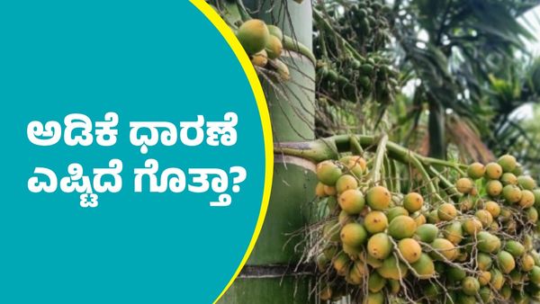 Arecanut price: ಅಡಿಕೆ ಧಾರಣೆ ಭರ್ಜರಿ ಏರಿಕೆ: ಇಲ್ಲಿದೆ ಅಕ್ಟೋಬರ್ 11ರ ದರಪಟ್ಟಿ