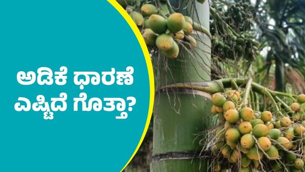 Arecanut price: ಅಡಿಕೆ ಧಾರಣೆ ಎಷ್ಟಿದೆ ಗೊತ್ತಾ?: ಇಲ್ಲಿದೆ ಅಕ್ಟೋಬರ್ 12ರ ದರಪಟ್ಟಿ