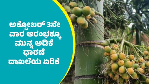 Arecanut price: ಅಕ್ಟೋಬರ್ ಮೂರನೇ ವಾರ ಆರಂಭಕ್ಕೂ ಮುನ್ನ ಕ್ವಿಂಟಾಲ್ ಅಡಿಕೆ ಧಾರಣೆ ದಾಖಲೆಯ ಏರಿಕೆ