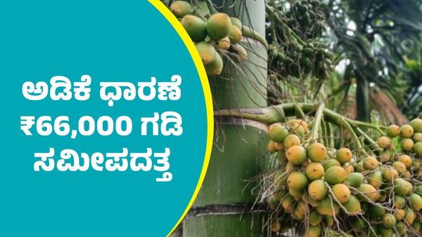 Arecanut price: ಕ್ವಿಂಟಾಲ್‌ ಅಡಿಕೆ ಧಾರಣೆ ₹66,000 ಗಡಿ ಸಮೀಪದತ್ತ: ಇಲ್ಲಿದೆ ಅಕ್ಟೋಬರ್ 9ರ ದರಪಟ್ಟಿ