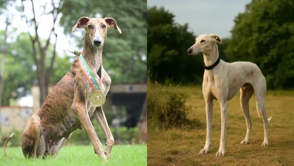 BSF: ಬಿಎಸ್‌ಎಫ್‌ನ ಏಕ್ತಾ ದಿವಸ್‌ ಪರೇಡ್‌ನಲ್ಲಿ ಸ್ವದೇಶಿ ತಳಿಯ ಶ್ವಾನಗಳ ಮುಂದಾಳತ್ವ