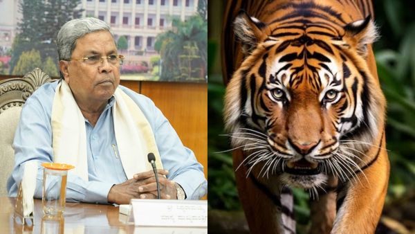 Tiger Poisoning: ಹುಲಿಗಳಿಗೆ ವಿಷ ಹಾಕಿದರೆ ಮುಲಾಜಿಲ್ಲದೆ ಕ್ರಮ: ಸಿಎಂ ಖಡಕ್‌ ಎಚ್ಚರಿಕೆ