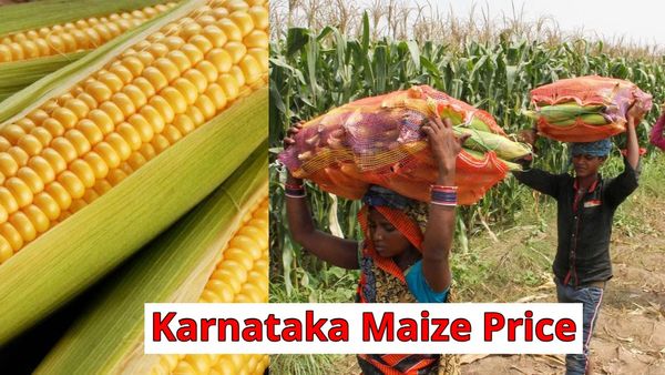 Karnataka Maize Price: ಮೆಕ್ಕೆಜೋಳ ಕ್ವಿಂಟಾಲ್ ₹1400ಗೆ ಕುಸಿತ, ಇಂದಿನ ಮಾರುಕಟ್ಟೆ ದರಪಟ್ಟಿ